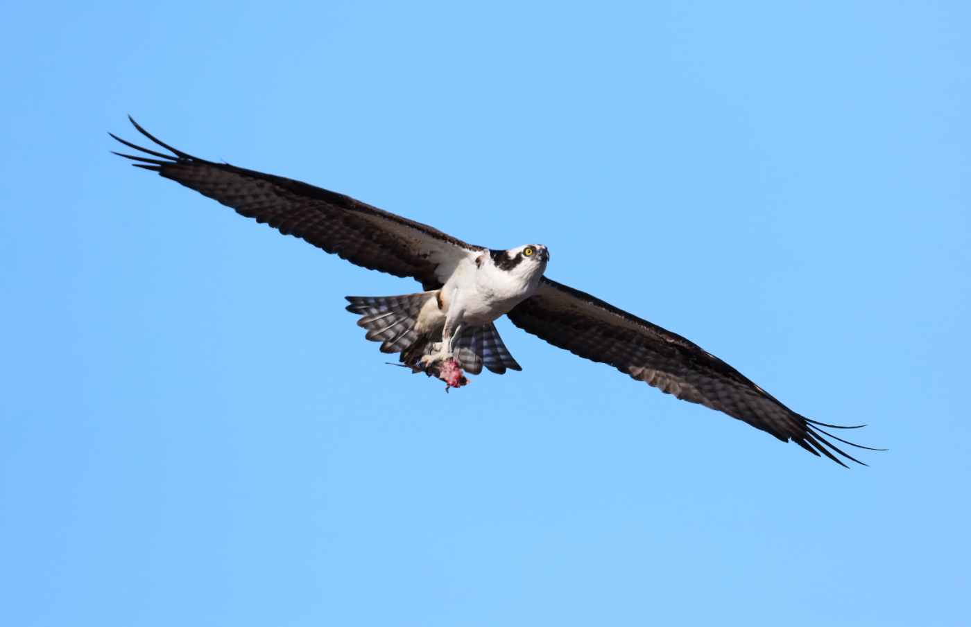 2019 04 06 HTP 90517 (2)